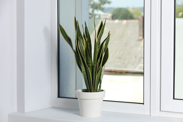 Beautiful potted houseplant on white window sill