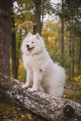 Obraz premium Dog in autumn forest. Yellow leaves on the ground. Samoyed dog breed