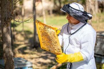 The beekeeper extracts honey from bee hives, holds the honeycomb in his hands, assessing the state...