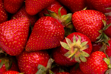 Juicy strawberries close up. Background of red juicy strawberries.