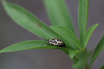 black white and orange larvae of a eurydema ornata shield bug