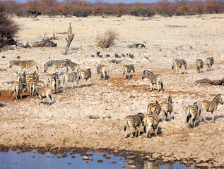 Fototapeta na wymiar Herd of Plains zebras walking away from a waterhole, with a flock of guinea fowl in the background