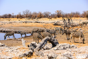 Fototapeta na wymiar Large herd of Plains zebra congregate around a scenic waterhole in Homob - Etosha National Park, Namibia