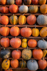 Thanksgiving autumn decorations. Colourful assortment of different kinds of pumpkins, gourds and squashes on wooden shelves and straw bales at a harvest market.