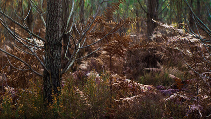 Rangées de pins et fougères, dans la forêt des Landes de Gascogne