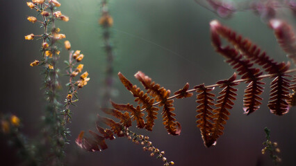 Macro de feuilles de fougère, dans la forêt des Landes de Gascogne