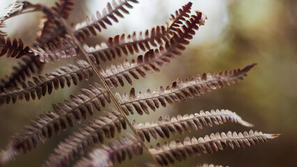 Macro de feuilles de fougère, dans la forêt des Landes de Gascogne