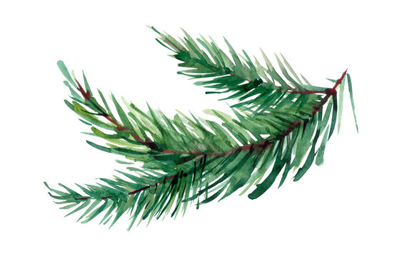 The branch of fir tree on white background, watercolor illustration in hand-drawn style.