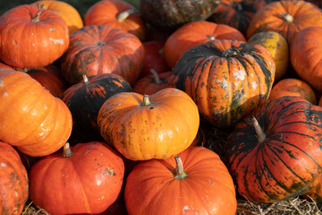 Many various pumpkins background, Halloween or Thanksgiving day concept