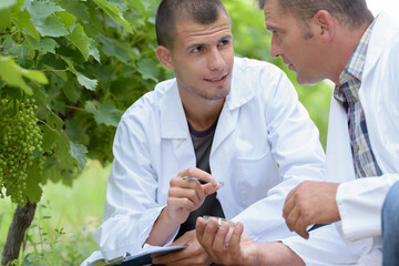 two oenologists taking grape samples