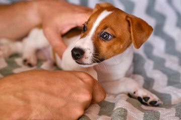 Obraz premium A beautiful and cute puppy of Jack Russell