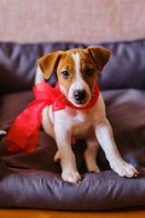 jack russell terrier puppy with a red bow