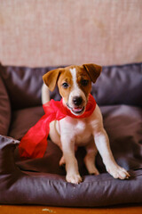 Obraz premium jack russell terrier puppy with a red bow