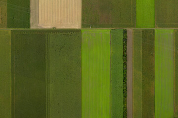 Aerial view taken by a drone showing cultivated farmland crossed by power line - 533872156