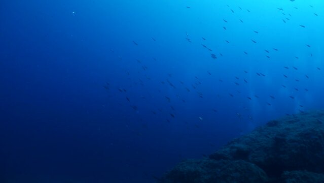 predator fish  underwater blue ocean scenery chasing and hunting the silversides