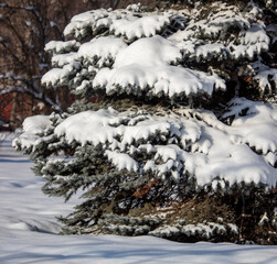 Branches of a coniferous tree in the snow.