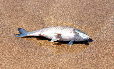 Dead fish on the sandy seashore.