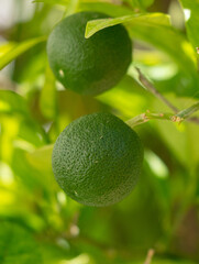 Green lime fruits on the branches of a tree.