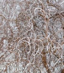 Curly willow branches in the snow.