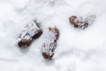 Dog poop in the snow. Winter