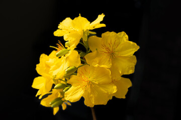 Yellow flowers blossoming in spring ( Tet Holiday )