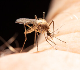 A mosquito drinks blood on human skin.