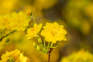 Yellow flowers blossoming in spring ( Tet Holiday )