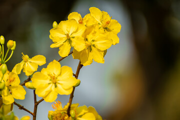 Yellow flowers blossoming in spring ( Tet Holiday )