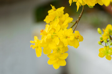 Yellow flowers blossoming in spring ( Tet Holiday )