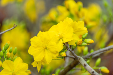 Yellow flowers blossoming in spring ( Tet Holiday )