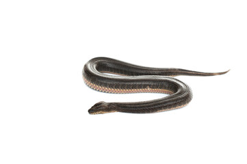 Homalopsidae isolate on white background.