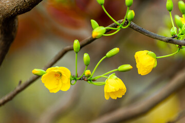 Yellow flowers blossoming in spring ( Tet Holiday )