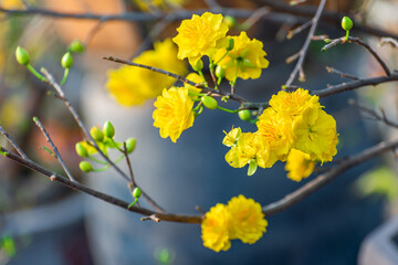Yellow flowers blossoming in spring ( Tet Holiday )