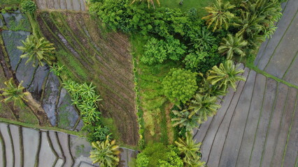 garden from bird eye view