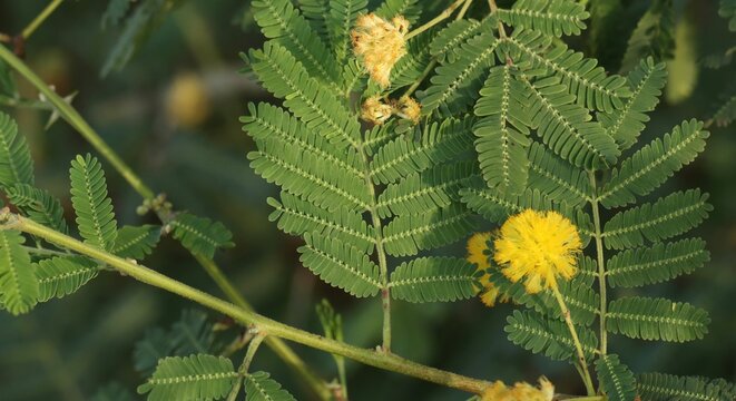Closeup tree branch of gum arabic. Thorn mimosa. Thorny acacia. Herbal medicine. Vachellia nilotica. Thorn tree branch in nature. Green leaf background. Beautiful background.