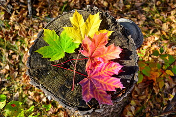 Bunch of fallen autumn colorful green, yellow, red, orange, golden maple leaves collected on stamp of tree blurred background of fallen foliage