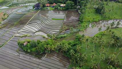 Drone view of rice terraces in island
