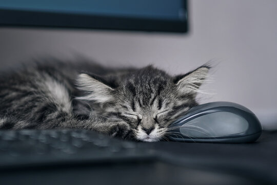 Pause at work concept. gray kitten lay on the computer mouse and pretends to be sleeping, stop the owner from working with the laptop. Pause at work concept.