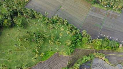 Drone view of rice field and coconut farm