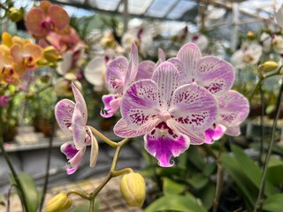 Colorful Beautiful Exotic Orchid Flowers for Interior and Exterior Garden Accessories Decoration with Plantation House Background