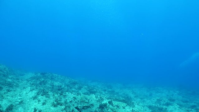 predator fish  underwater blue ocean scenery chasing and hunting the silversides