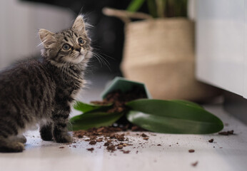 kitten dropped and broke a flower pot with indoor flowers and looks guilty. domestic kitten near...