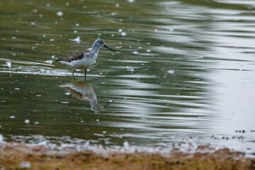 A greenshank in the nature reserve of Rhäden at Obersuhl