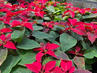 Various Exotic Beautiful Colorful Fresh Plants and Flowers for Home Interior and Garden Decorative Accessories with Plantation Background