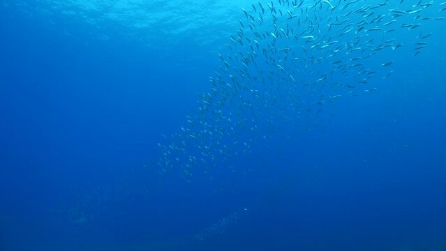 predator fish  underwater blue ocean scenery chasing and hunting the silversides
