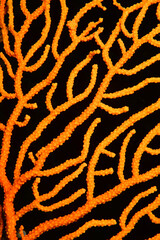 Underwater photography. Coral reefs. Gallipoli, Canakkale Turkey.	