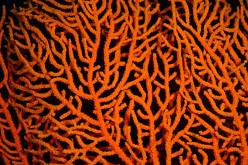 Underwater photography. Coral reefs. Gallipoli, Canakkale Turkey.	