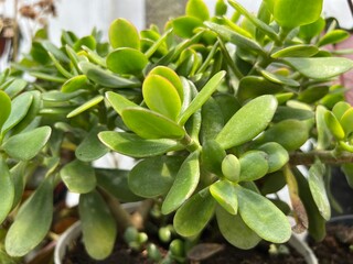 Various Exotic Beautiful Colorful Fresh Plants and Flowers for Home Interior and Garden Decorative Accessories with Plantation Background