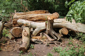 A Stack of Rotting Wood Left as a Small Animal Habitat.