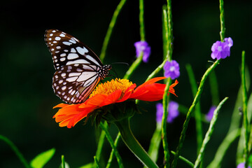 butterfly on a flower in green park